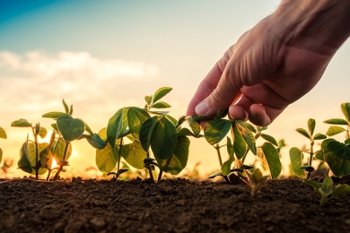 Produção de soja no Brasil deve aumentar 5% em 2022 e bater novo recorde