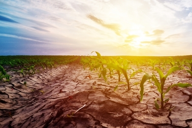Safra agrícola cai 0,4% em 2021, mas pode ter recorde em 2022