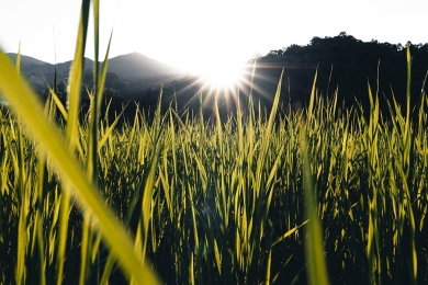 Arroz é alternativa para reduzir custos de produção