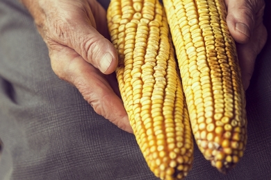 Colheita de milho atinge 94% das áreas em MT, diz Imea; Pátria vê 63,4% para Brasil