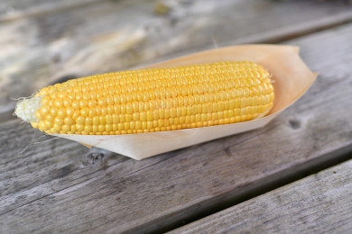 Colheita de milho nos Estados Unidos está 5% concluída, diz USDA