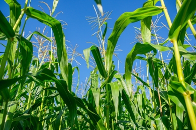 Plantio do milho de primeira safra atinge 70% da área prevista no país, diz AgRural