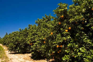 Produção global de laranja em 2023/24 deve subir 1,8%, para 48,82 mi de t