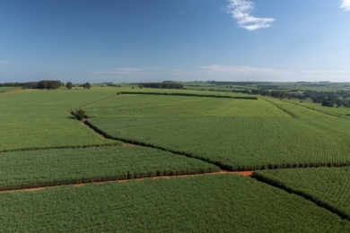 Bioinsumos na produção de cana-de-açúcar: um caminho sustentável e econômico?