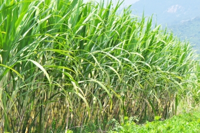 Com 34 mi de ton de cana processadas, moagem cresce 2,75%