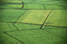 Minas bate recorde e processa 83,1 milhões de toneladas de cana na safra 2024/25