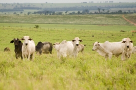 Reconhecimento do Brasil como livre de febre aftosa sem vacinação pela OMSA